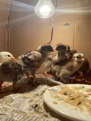 Pure Deshi Chicks, Native Chicken Chicks