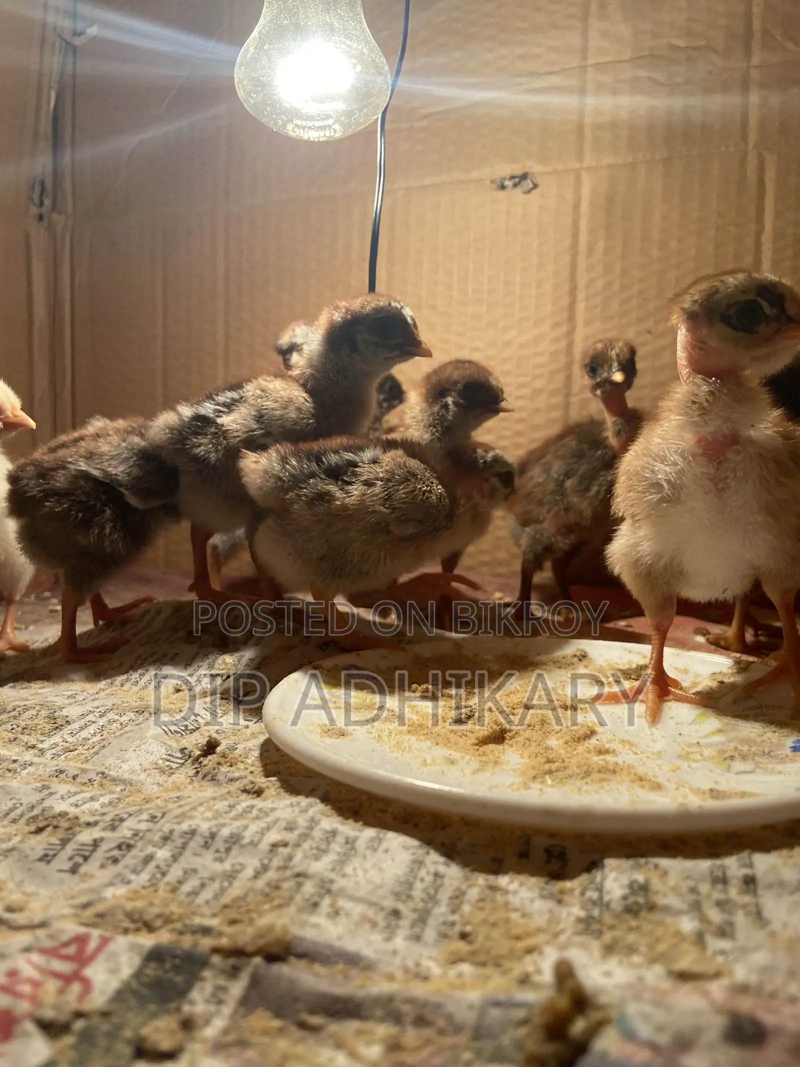 Pure Deshi Chicks, Native Chicken Chicks