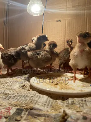 Pure Deshi Chicks, Native Chicken Chicks