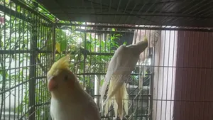 Lutino Cockatiel [Master Pair]