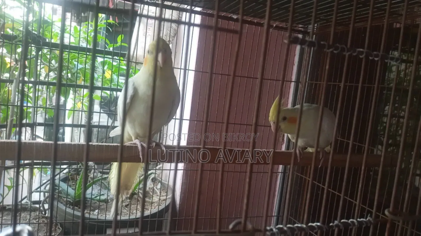 Lutino Cockatiel [Master Pair]