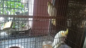 Lutino Cockatiel [Master Pair]