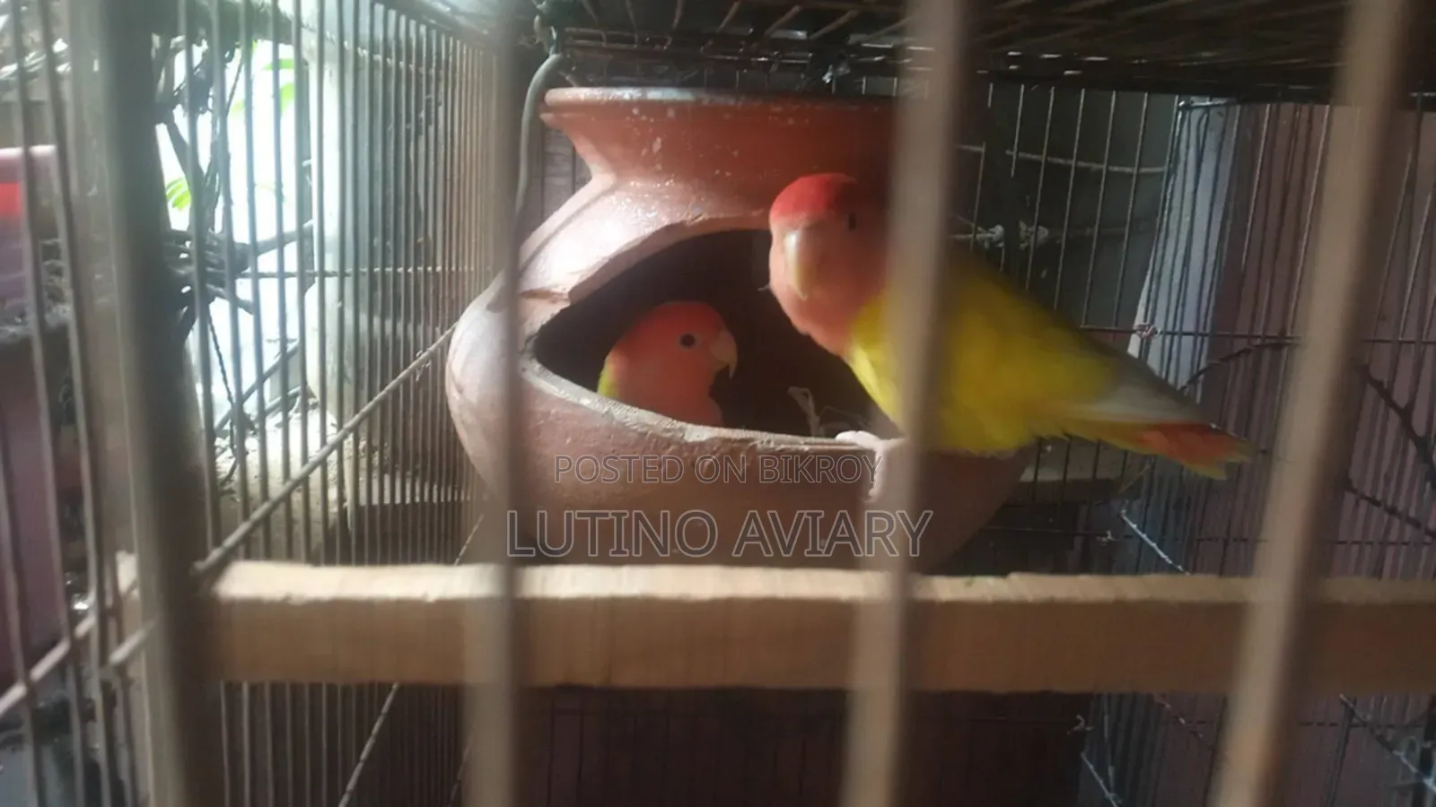 Lutino Opaline [Master Pair]