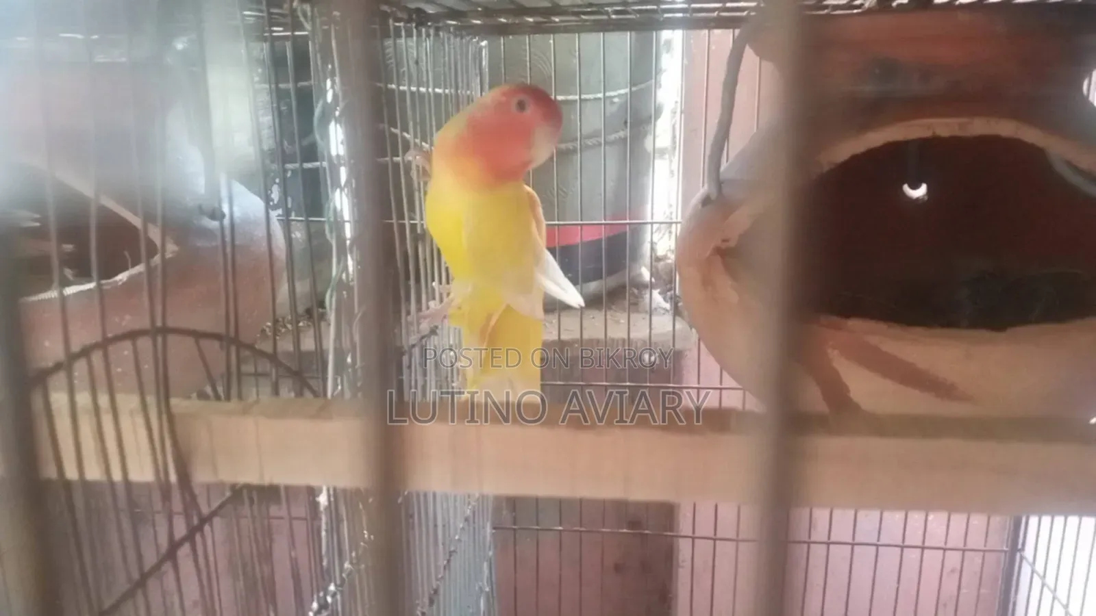 Lutino Opaline [Master Pair]