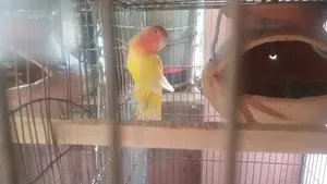 Lutino Opaline [Master Pair]