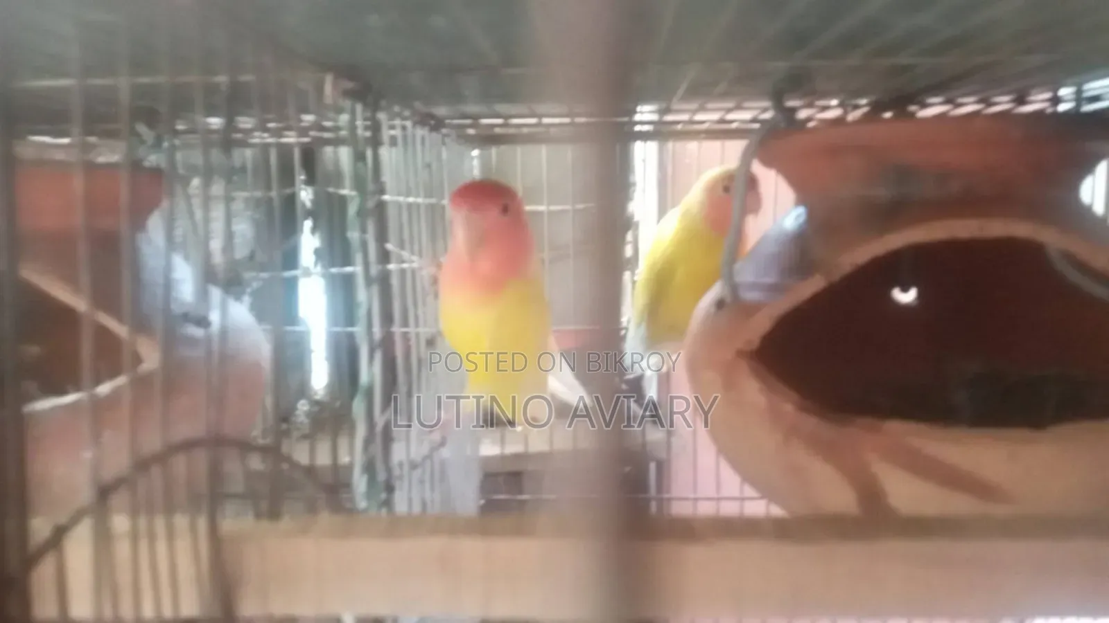 Lutino Opaline [Master Pair]