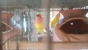 Lutino Opaline [Master Pair]