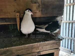 Pigeons with eggs and chicks for sale