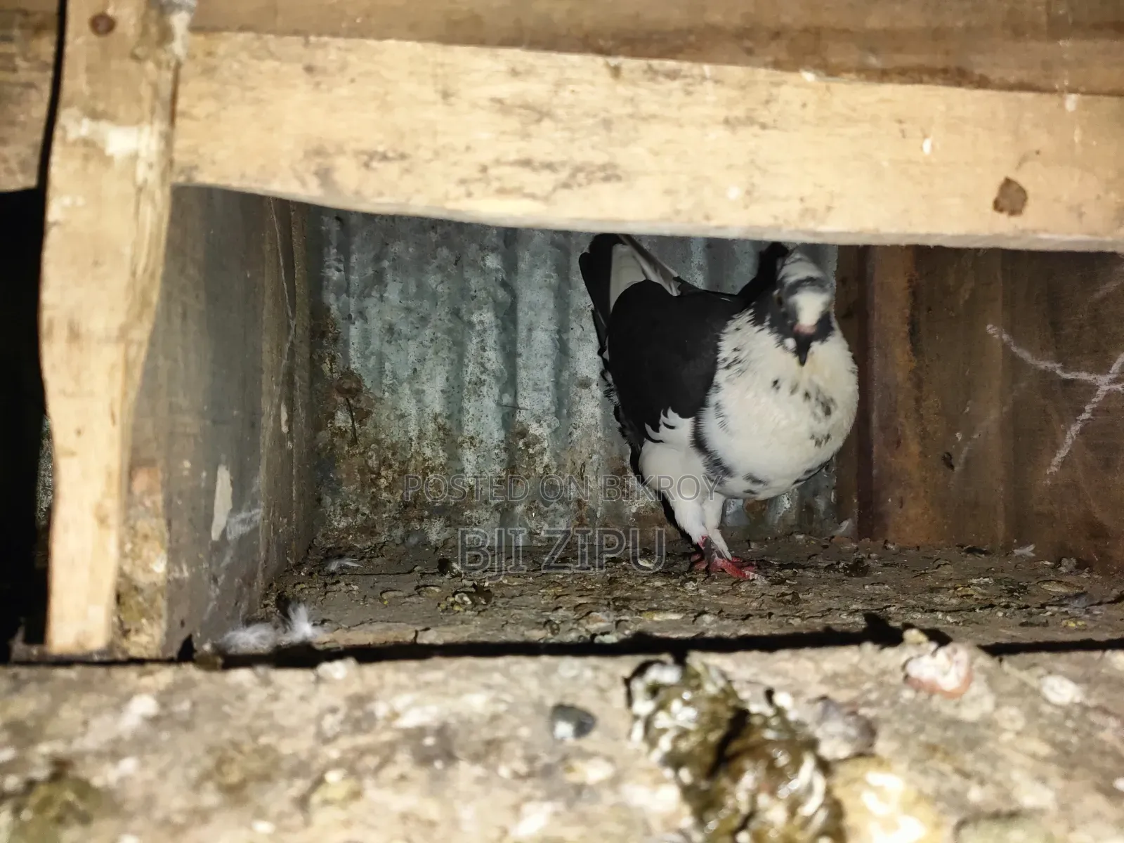 Pigeons with eggs and chicks for sale
