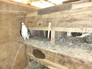 Pigeons with eggs and chicks for sale