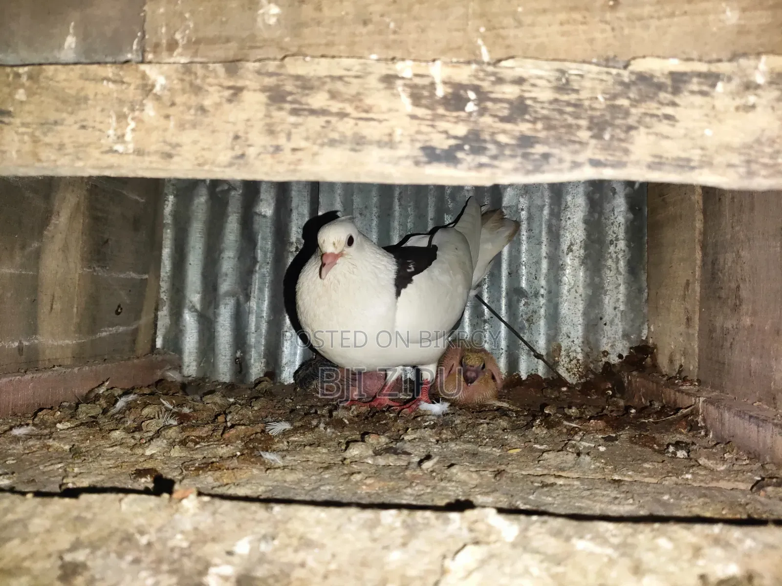 Pigeons with eggs and chicks for sale