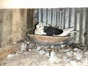 Pigeons with eggs and chicks for sale