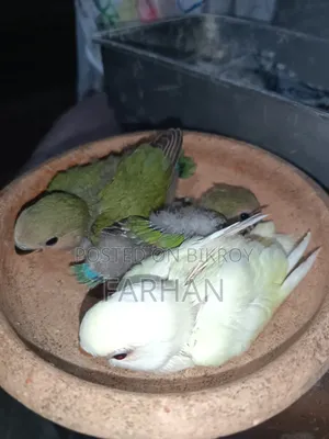 Tame Size Love Bird for Sale