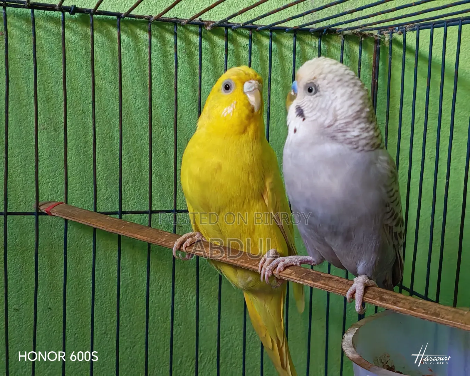 Two pairs of master pair budgerigars and two pairs of four-month-old chicks.