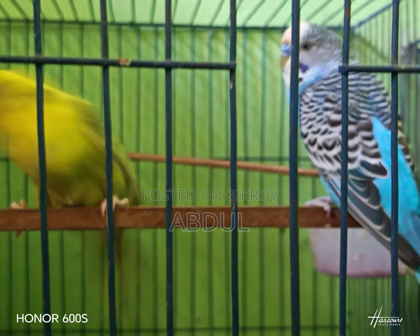 Two pairs of master pair budgerigars and two pairs of four-month-old chicks.
