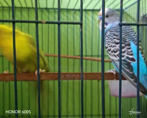 Two pairs of master pair budgerigars and two pairs of four-month-old chicks.