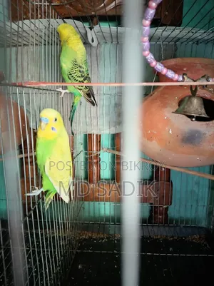 বাজিগার বিক্রি হবে