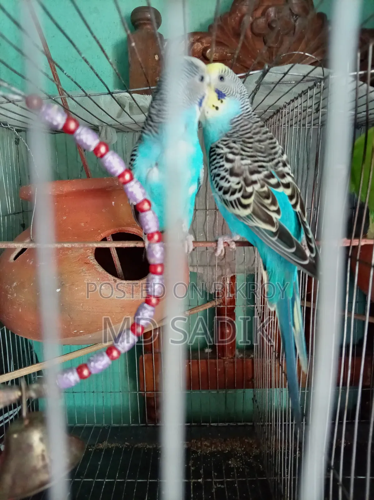 বাজিগার বিক্রি হবে