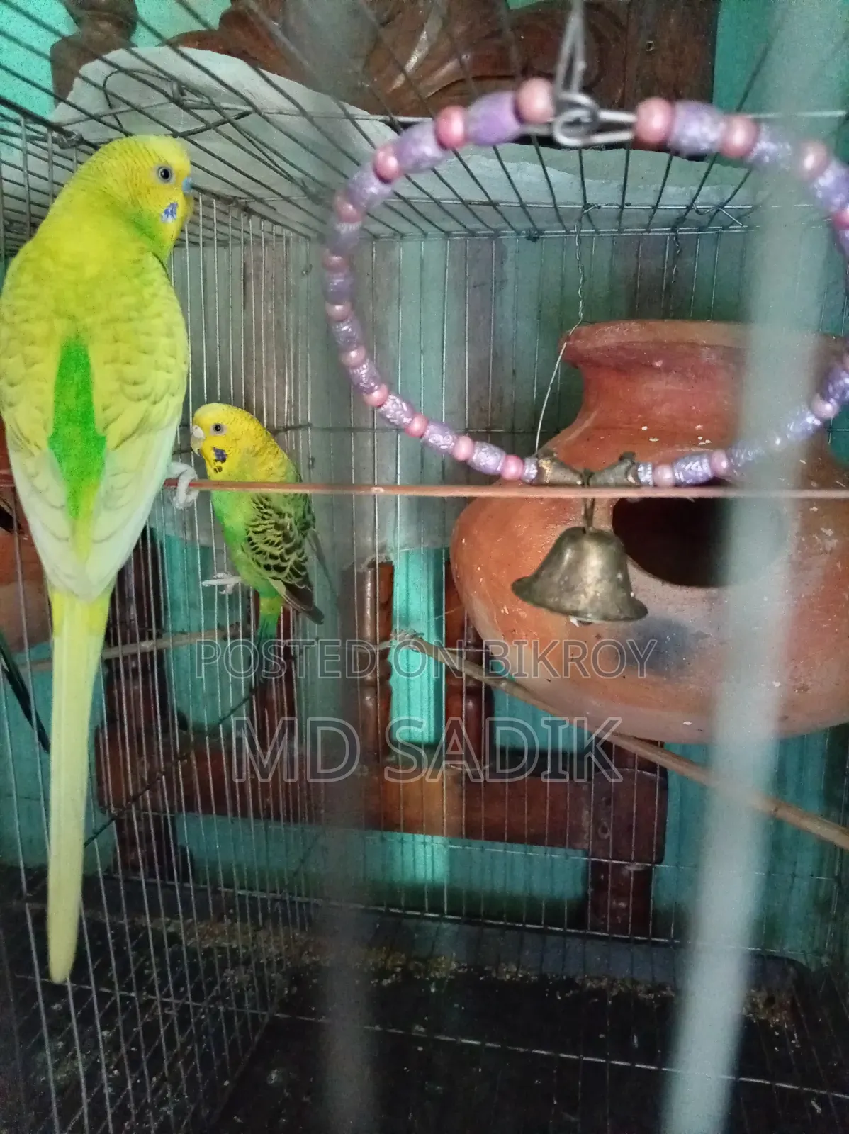 বাজিগার বিক্রি হবে