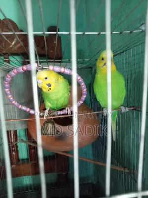 বাজিগার বিক্রি হবে