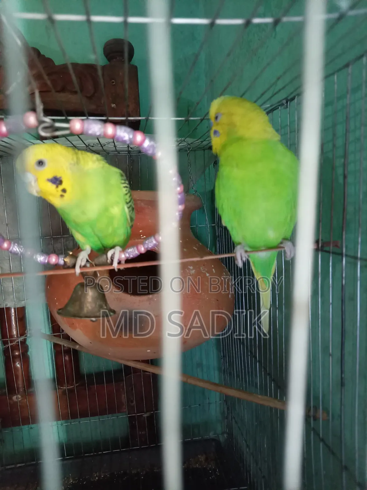 বাজিগার বিক্রি হবে