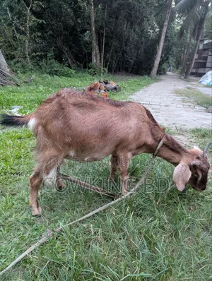 A female goat will be sold