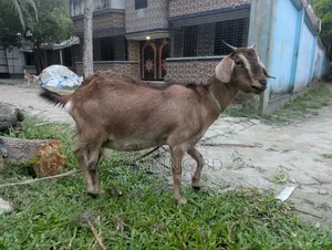 A female goat will be sold