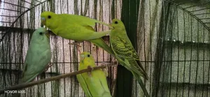 Two pairs of master pair budgerigars and two pairs of four-month-old chicks.