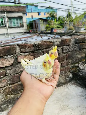 Lutino Cockatiel Baby