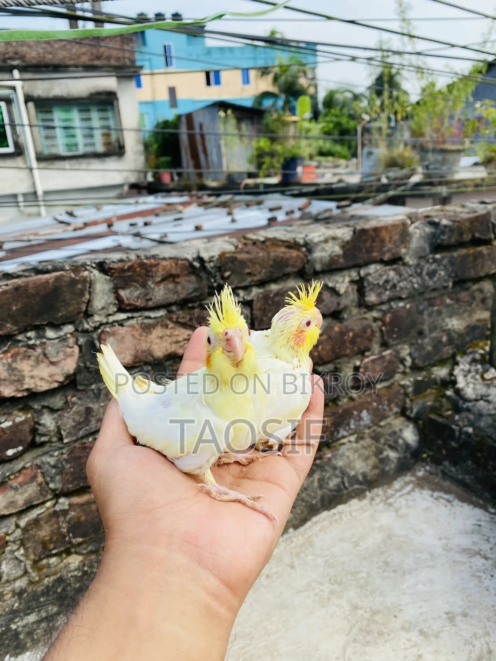 Lutino Cockatiel Baby