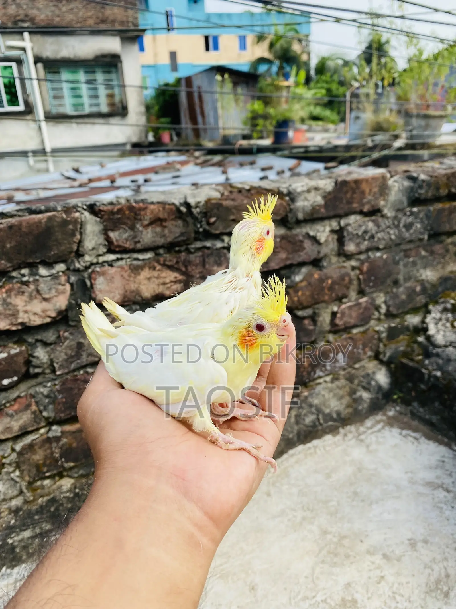 Lutino Cockatiel Baby