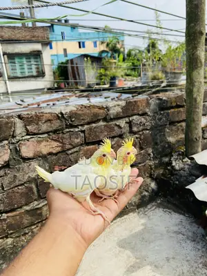Lutino Cockatiel Baby