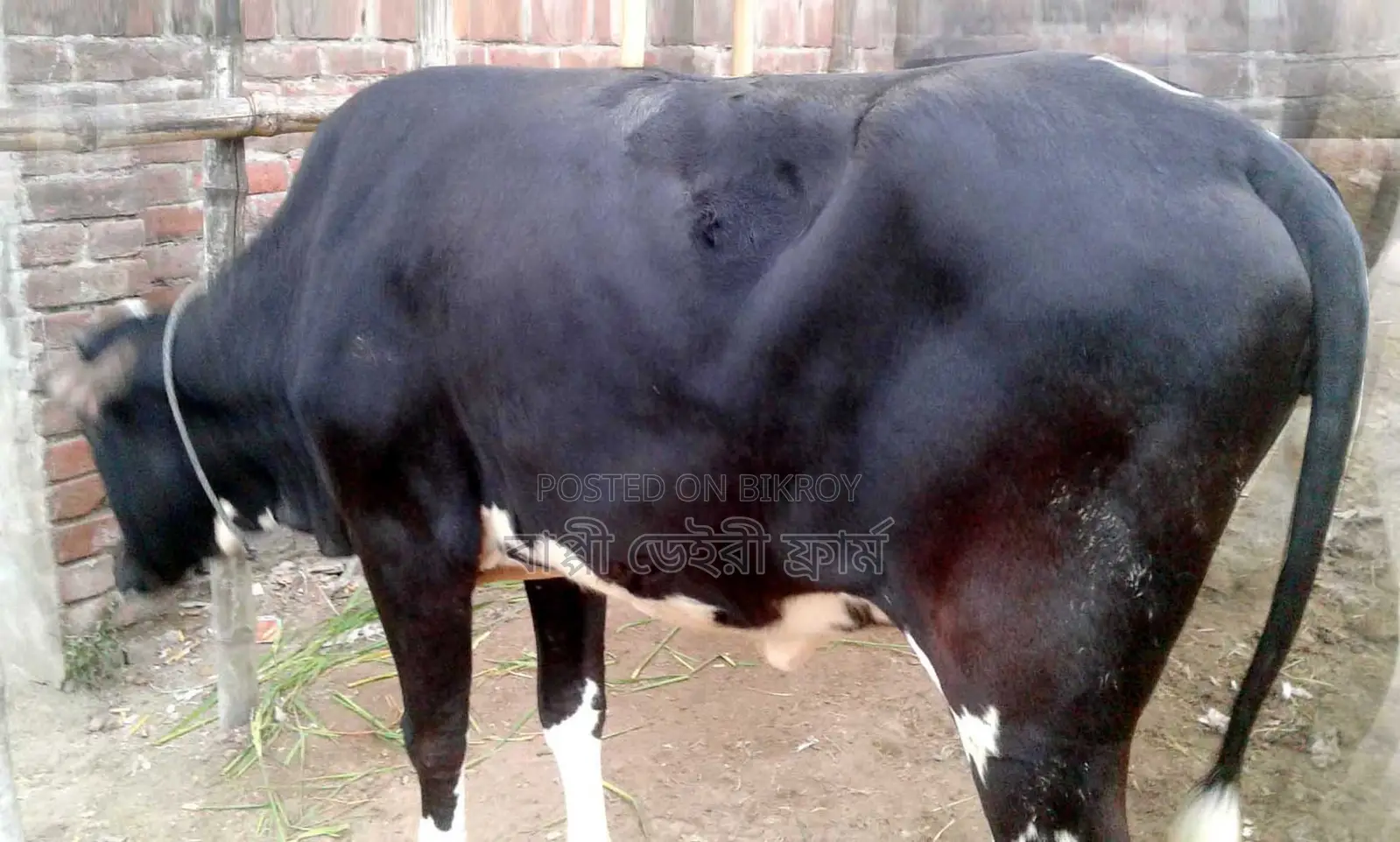 Ready Heifer Cow No. 1756 for Sale