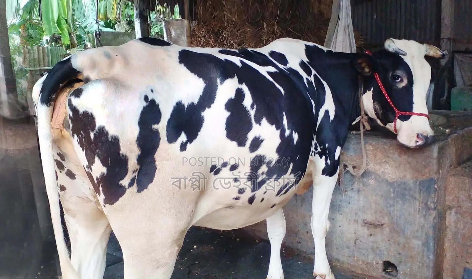 Cow No. 1757.