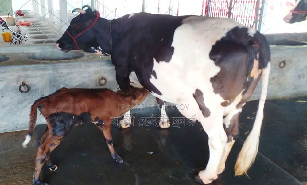 Cow No. 1758 Improved Breed.
