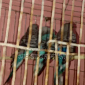 Three baby budgerigars