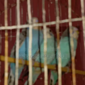 Three baby budgerigars