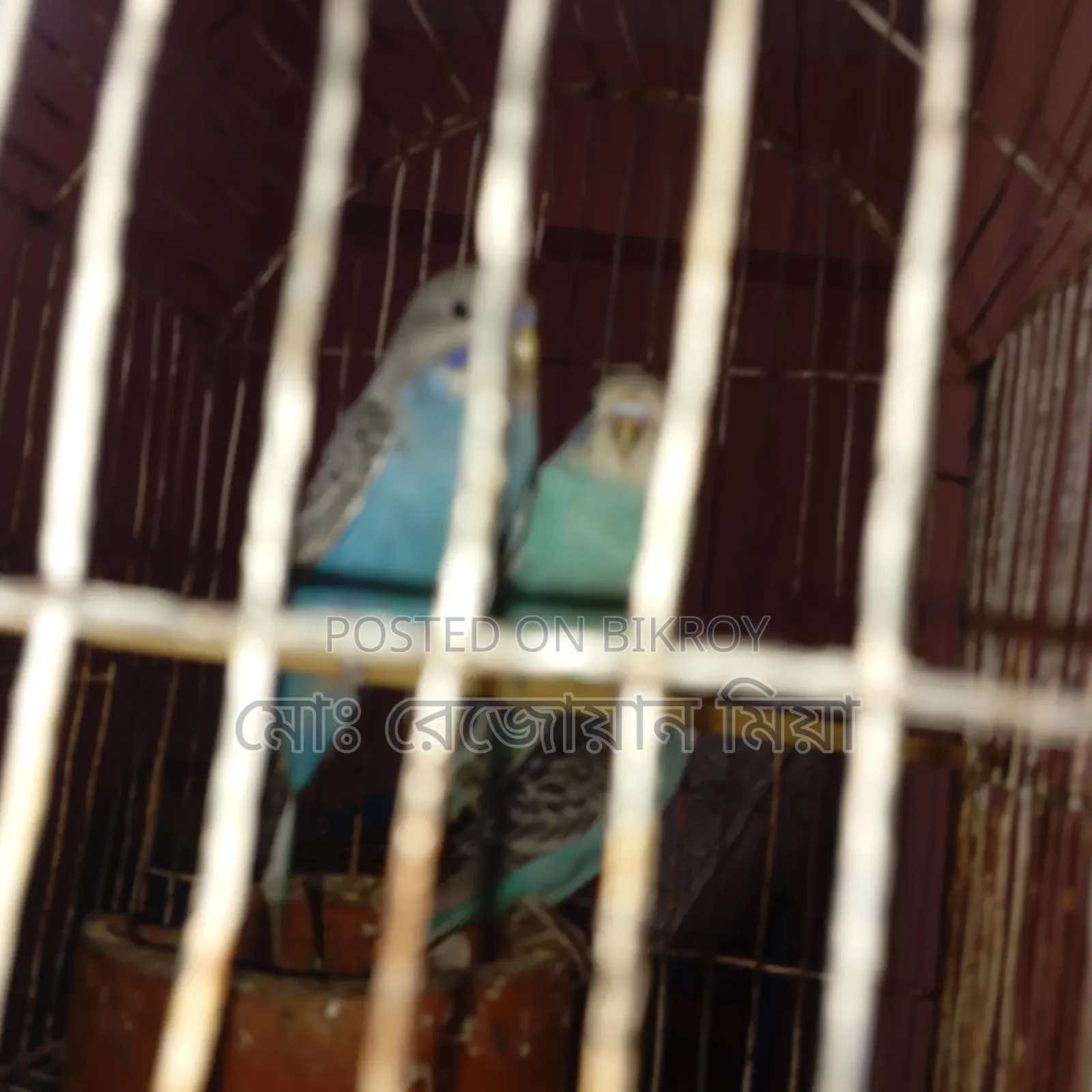 Three baby budgerigars