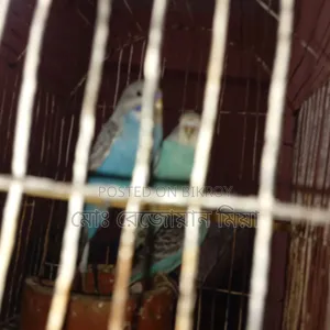 Three baby budgerigars