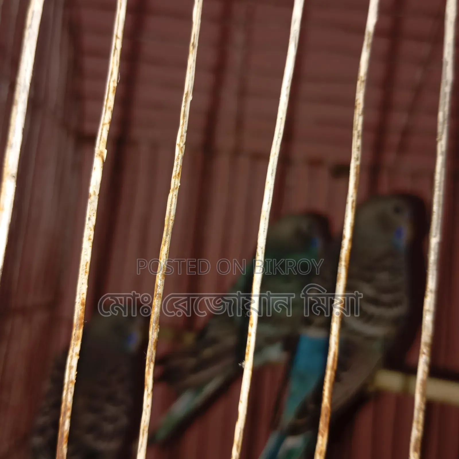 Three baby budgerigars