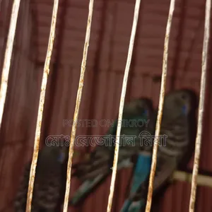 Three baby budgerigars