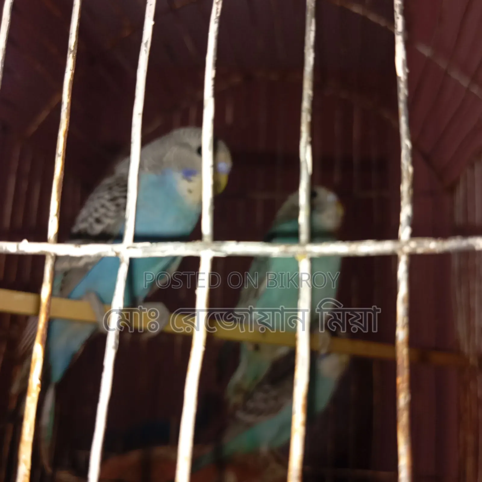 Three baby budgerigars