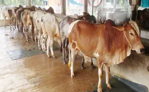 Cow No. 1759 10 Bull Calves for Sale.