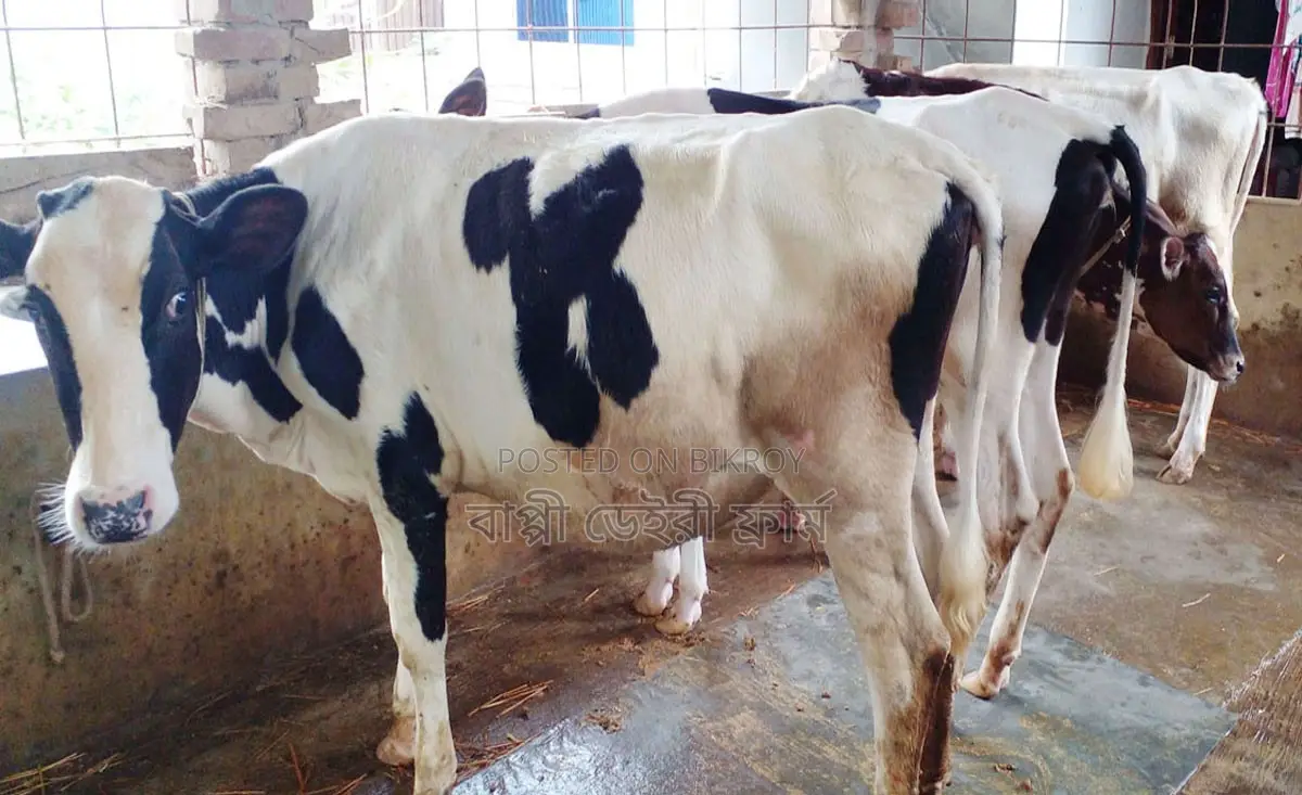 1760 No. 4 Improved Breed Heifer Calves for Sale