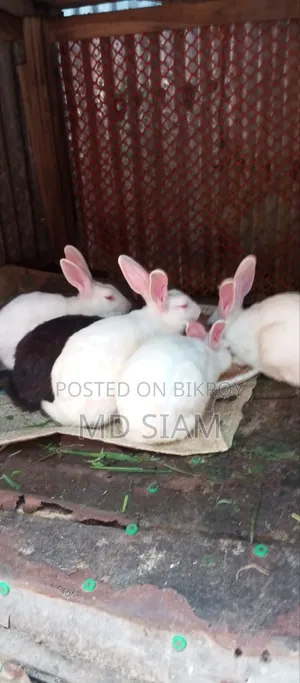 খরগেোশ বিক্রি করা হবে