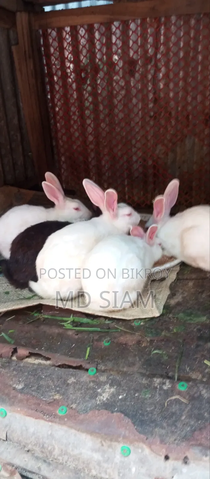 খরগেোশ বিক্রি করা হবে