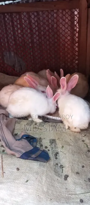 খরগেোশ বিক্রি করা হবে