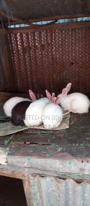 খরগেোশ বিক্রি করা হবে
