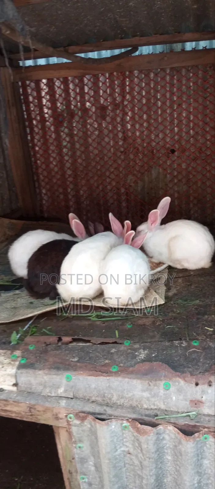 খরগেোশ বিক্রি করা হবে