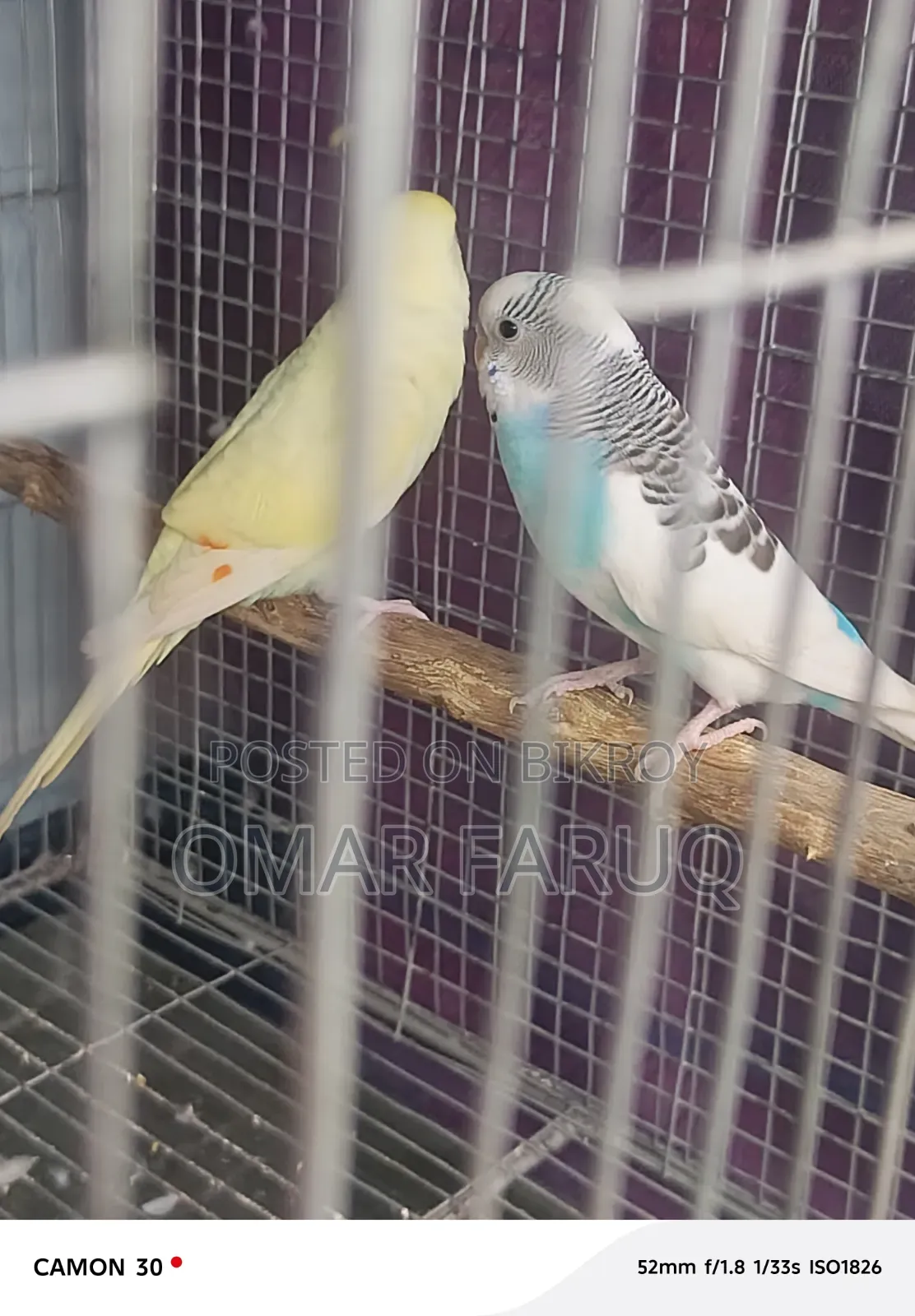 Budgerigar Bird